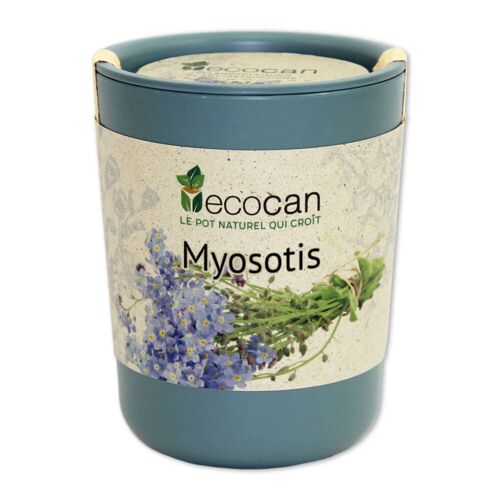 Myosotis