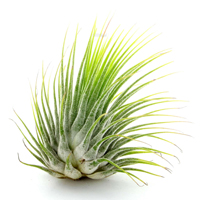 Airplant