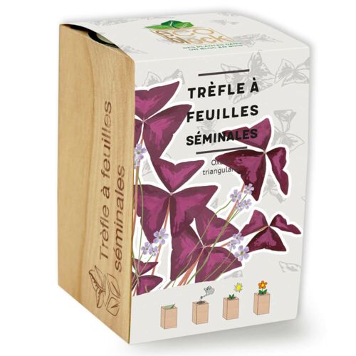 Trèfles à feuilles séminales